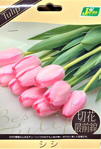 花球根 チューリップ 切花最前線 シシ 4球入 カネコ種苗の球根