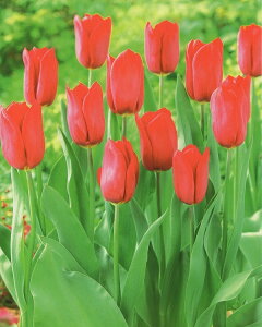 ԋ `[bvo苅IPF炫gCAtniTjXgOu1 JlRc̋