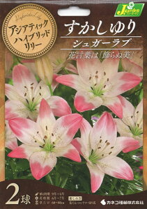 ԋ AWAeBbNnCubh[  VK[u 2 JlRc̋