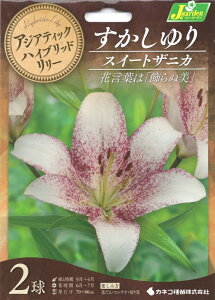 ԋ AWAeBbNnCubh[  XC[gUjJ 2 JlRc̋