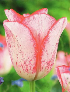 ԋ `[bvo苅I2F炫niTjr[eB[gh 1 JlRc̋