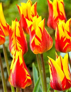 ԋ `[bvo苅I炫iLjt@C[[NX 1 JlRc̋