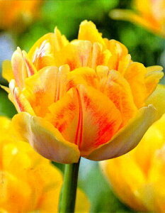 ԋ `[bvo苅Id炫iDEjtHNV[tHbNXgbg1 JlRc̋