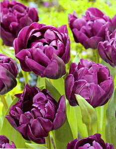 ԋ `[bvo苅Id炫iDLjlO^_u 1 JlRc̋