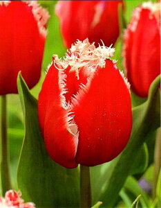 ԋ `[bvo苅ItW炫iFRjj[T^ 1 JlRc̋