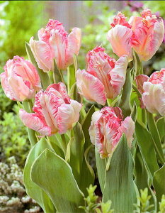 ԋ `[bvo苅Ip[bg炫iPjVo[p[bg 1 JlRc̋