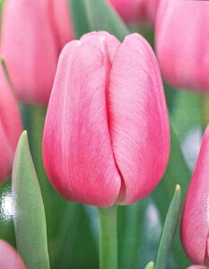 ԋ `[bvo苅IPF炫niTjgT[ 1 JlRc̋