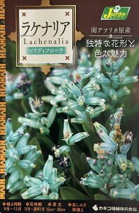 ԋ PiA rfBt[ 1 JlRc̋