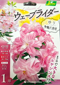 ԋ  EF[uC_[ 1 JlRc̋