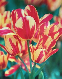 ԋ `[bvo苅I}炫iSLj_[Nu 1 JlRc̋