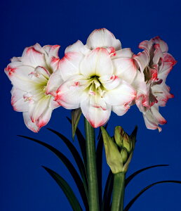 ԋ |bgA}X d炫 v~AA}fEXLfB[ 1 ԉ̋