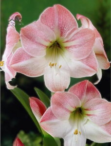 ԋ |bgA}X d炫 GRm~[ AbvubT 1 ԉ̋