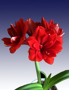 ԋ |bgA}X d炫 v~A_uhS 1 ԉ̋