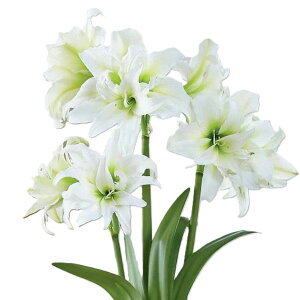 ԋ |bgA}X d炫 v~AACXNC[ 1 ԉ̋