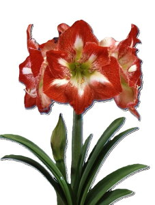 ԋ |bgA}X d炫 GRm~[~lo 1 ԉ̋