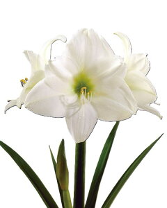 ԋ |bgA}X d炫 GRm~[u 1 ԉ̋