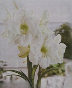 �ԋ��� �|�b�g�A�}�����X ��d�炫 XXL ���X�R 1�� ���ԉ��̋���