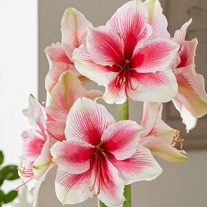 ԋ |bgA}X d炫 v~AsNr[eB[ 1 ԉ̋