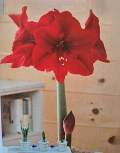 ԋ |bgA}X d炫 GRm~[bhCI 1 ԉ̋