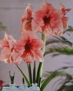 ԋ |bgA}X d炫 GRm~[[i 1 ԉ̋