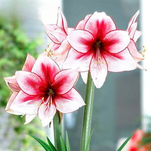 ԋ |bgA}X d炫 v~AV[}X^[ 1 ԉ̋