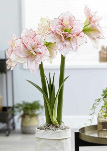 ԋ |bgA}X d炫 v~AXgCvhA}fEX 1 ԉ̋