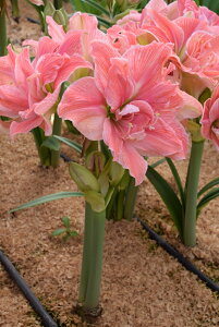 ԋ |bgA}X d炫 v~AXC[gjt 1 ԉ̋