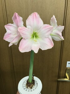 ԋ |bgA}X d炫 v~AXC[gX^[ 1 ԉ̋