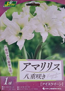�ԋ��� �A�}�����X ���d�炫 �A�C�X�N�C�[�� 1���� �J�l�R��c�̋���