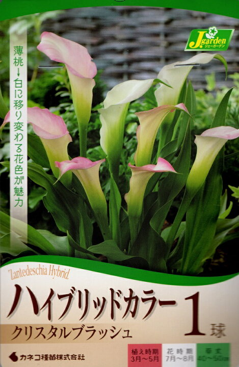 楽天市場 花球根 ハイブリッドカラー クリスタルブラッシュ1球入 Ivy