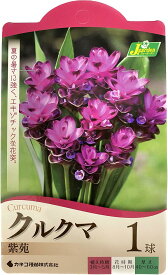 【花球根】クルクマ 紫苑 1球入 カネコ種苗の球根