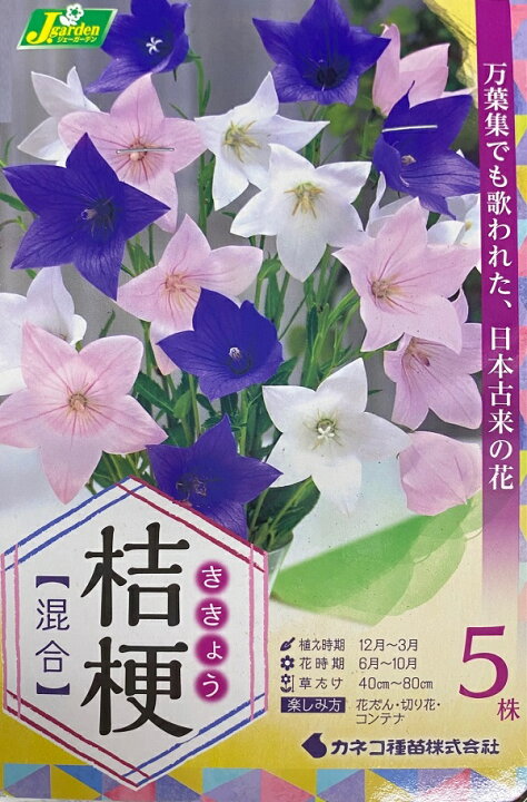 楽天市場 花球根 桔梗 ききょう 混合 5株入 カネコ種苗 Ivy