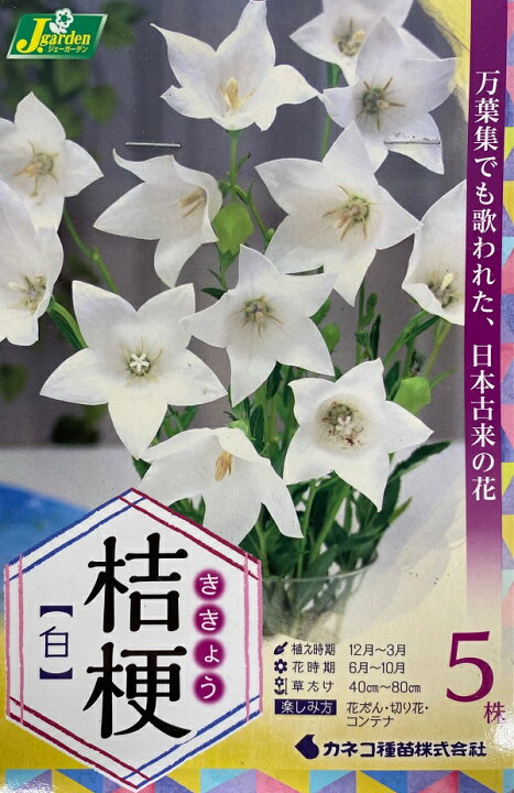 楽天市場 花球根 桔梗 ききょう 白 5株入 カネコ種苗 Ivy