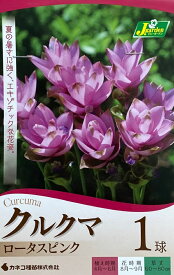 【花球根】クルクマ ロータスピンク 1球入 カネコ種苗の球根