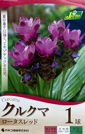 【花球根】クルクマ ロータスレッド 1球入 カネコ種苗の球根