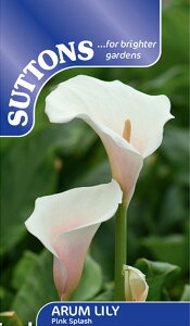 yqzSuttons Seeds Arum Lily 'Pink Splash' A [ sNXvbV TbgYV[h