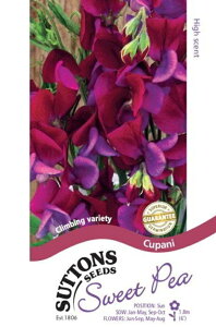 yqzSuttons Seeds Sweet Pea 'Cupani' XC[gs[ 'Npj' TbgYV[h
