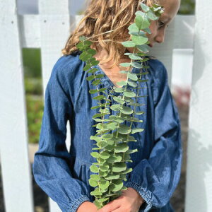 yqzUrban Collection Baby Blue Eucalyptus Seeds xCr[u[ [Jv^X̃^l