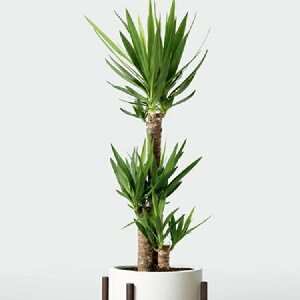 【種子】Urban Collection Blue Stem Yucca Seed ブルー ステム ユッカのタネ