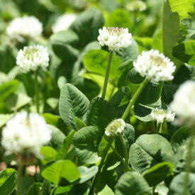 楽天市場 シロツメクサ 種の通販