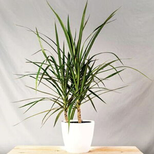 Ԏq Urban Collection Dragon Tree Dracaena Seed hSc[ hZĩ^l