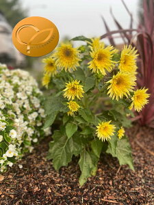yqzMuller Collection Helianthus annuus F1 Lemon cutie seedswATX AiX F1 L[eB[(q})̃^l