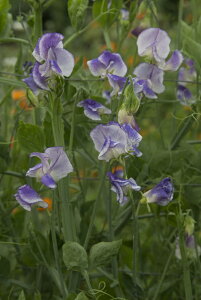 yqzMuller Collection Lathyrus odoratus Spencer Blue Ripple seeds VX Ih^XiXC[gs[j XyT[ u[bṽ^l