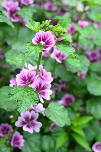 yqzMuller Collection Malva sylvestris Zebrina seeds }o VxXgX [uĩ^l