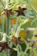花種子 Muller Collection Nicotiana langsdorfii Bronze queen seeds ニコチアナ ラングスドルフィー ブ…