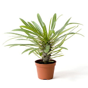 yqzPachypodium Lamerei (Madagascar Palm Seed) pL|fBEEC (}_KXJEp[j̃^l