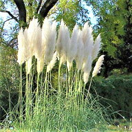 花種子 Urban Collection Pampas Ornamental Grass seeds パンパス オーナメンタルグラス（ホワイト）の…