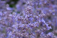 花種子 Muller Collection Perovskia atriplicifolia Bluesette seeds ペロブスキア・アトリプリシフォリ…