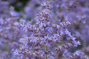 yqzMuller Collection Perovskia atriplicifolia Bluesette seeds yuXLAEAgvVtHAiVAZ[Wj u[[bg̃^l