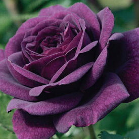 【種子】Urban Collection Purple Bush Rose パープルブッシュローズ